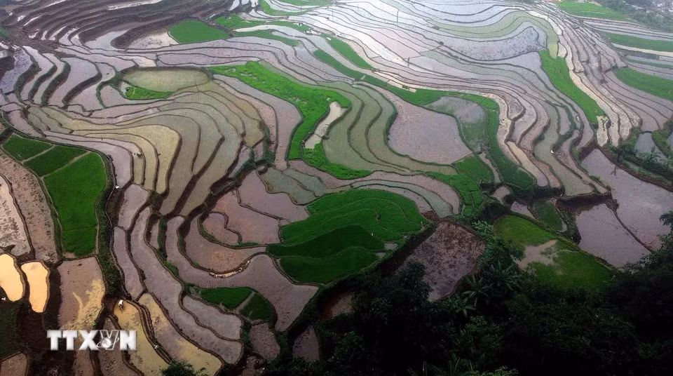 Ruộng bậc thang ở xã Mường La (Sơn La) mùa nước đổ. (Ảnh: Quang Quyết/TTXVN)