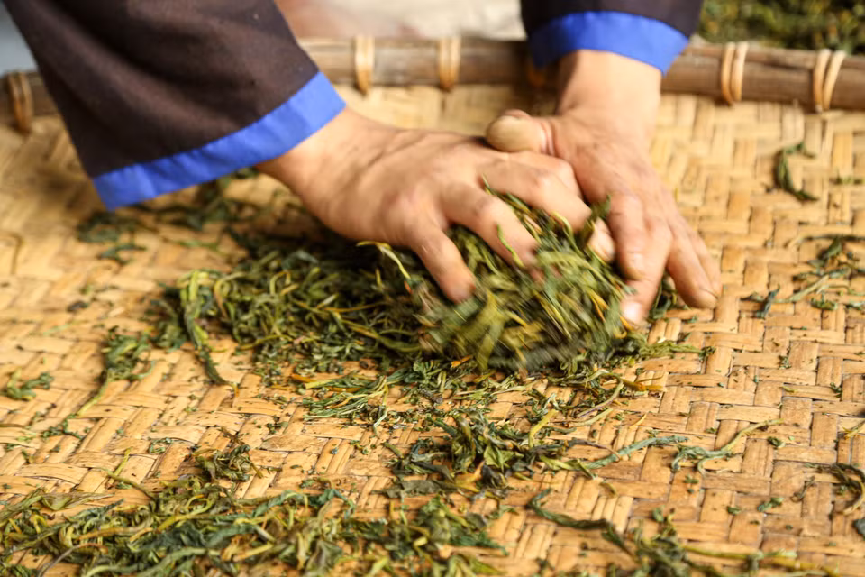 Trước khi máy móc được đưa vào, người dân Suối Giàng chế biến chè Shan Tuyết bằng phương pháp vò thủ công, kỹ thuật đòi hỏi sự khéo léo và kinh nghiệm của người làm chè. (Ảnh: Quỳnh Anh/ TTXVN)