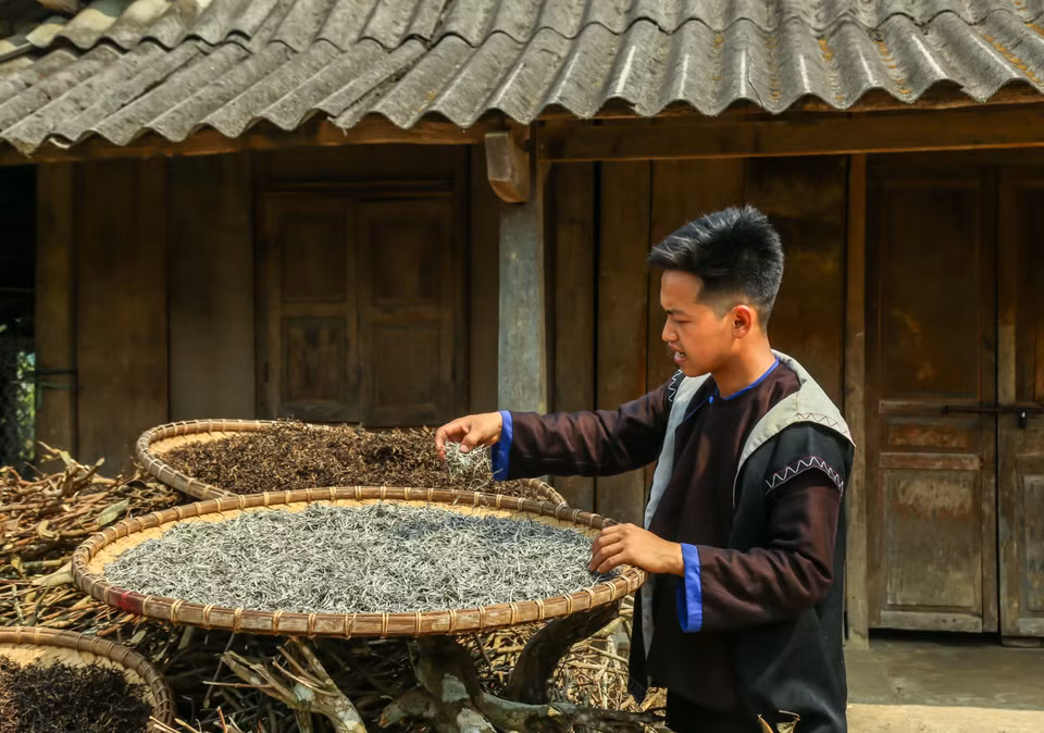 Việc phơi nắng tự nhiên giúp cánh trà khô từ từ, giữ được màu sắc nguyên bản và đặc biệt là bảo toàn lớp lông tơ trắng muốt như tuyết phủ trên búp trà – nét đặc trưng quý giá nhất của đặc sản Suối Giàng. (Ảnh: Quỳnh Anh/TTXVN)