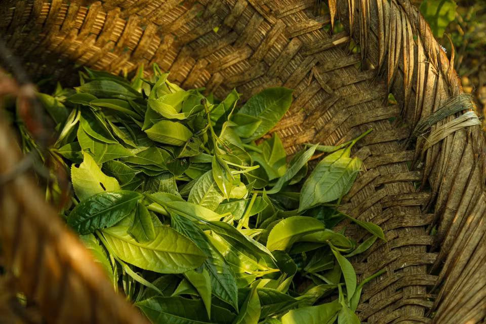 Những búp chè tươi sau khi hái được bảo quản ngay trong lù cở (gùi tre) để đảm bảo độ thoáng khí, tránh làm dập nát búp chè trước khi đưa vào công đoạn sao tẩm. Đây là bước quan trọng đầu tiên để giữ trọn vẹn lớp "tuyết" trắng đặc trưng trên cánh chè thành phẩm. (Ảnh: Quỳnh Anh/ TTXVN)