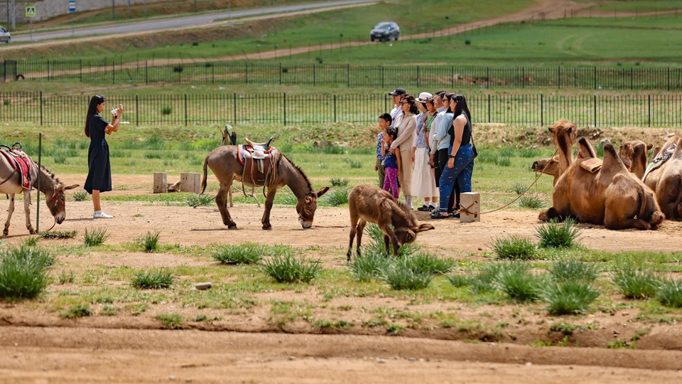 Du khách tham quan, chụp ảnh check in với những chú lạc đà. (Ảnh: Thanh Tùng/TTXVN)