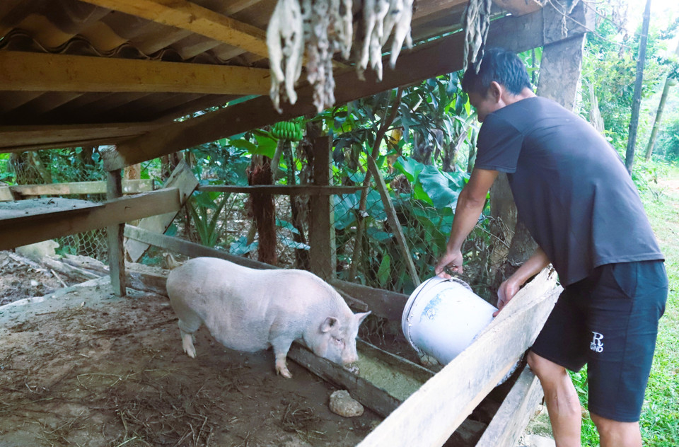 Người dân ở những khu vực có vị trí cao, không ảnh hưởng bởi lũ ống, lũ quét chăm sóc gia súc. (Ảnh: Xuân Tiến/TTXVN)