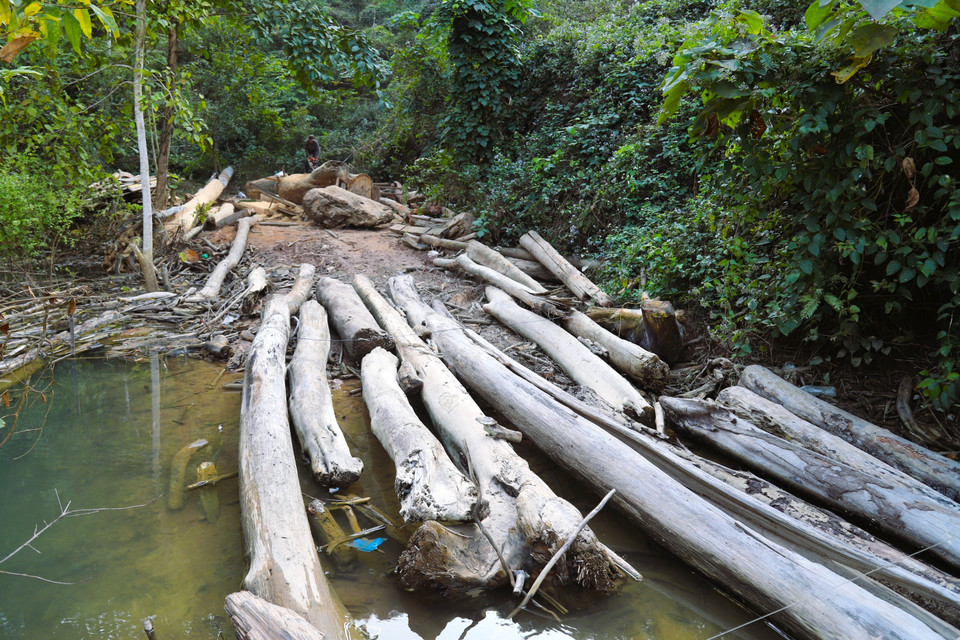 Người dân địa phương ở các bản ven sông đang cưa xẻ những thân gỗ khổng lồ vớt được trên lòng hồ Thủy điện Bản Vẽ sau mưa, lũ. (Ảnh: Xuân Tiến/TTXVN)