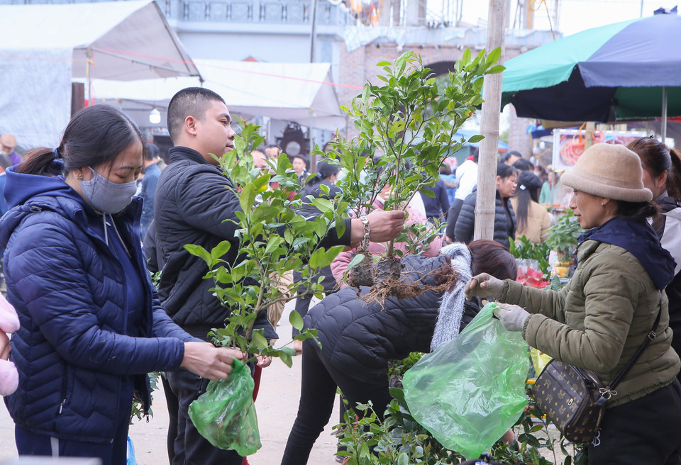 Người dân mua cây tại chợ Viềng. (Ảnh: Công Luật/TTXVN)