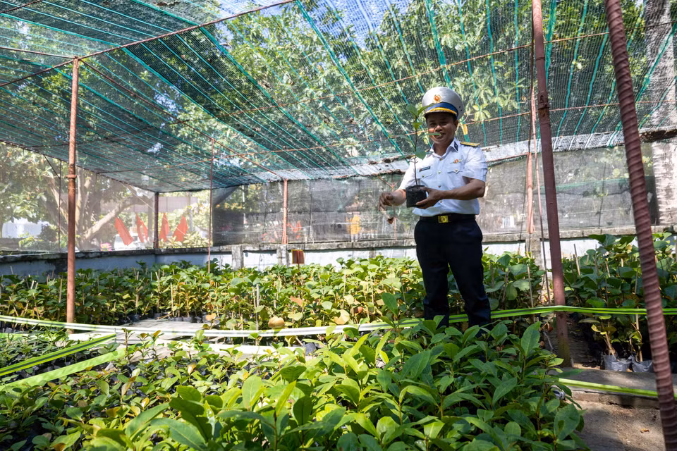 Mỗi mầm cây là một niềm tin được gửi lại giữa biển trời. (Ảnh: Xuân Quý/TTXVN)