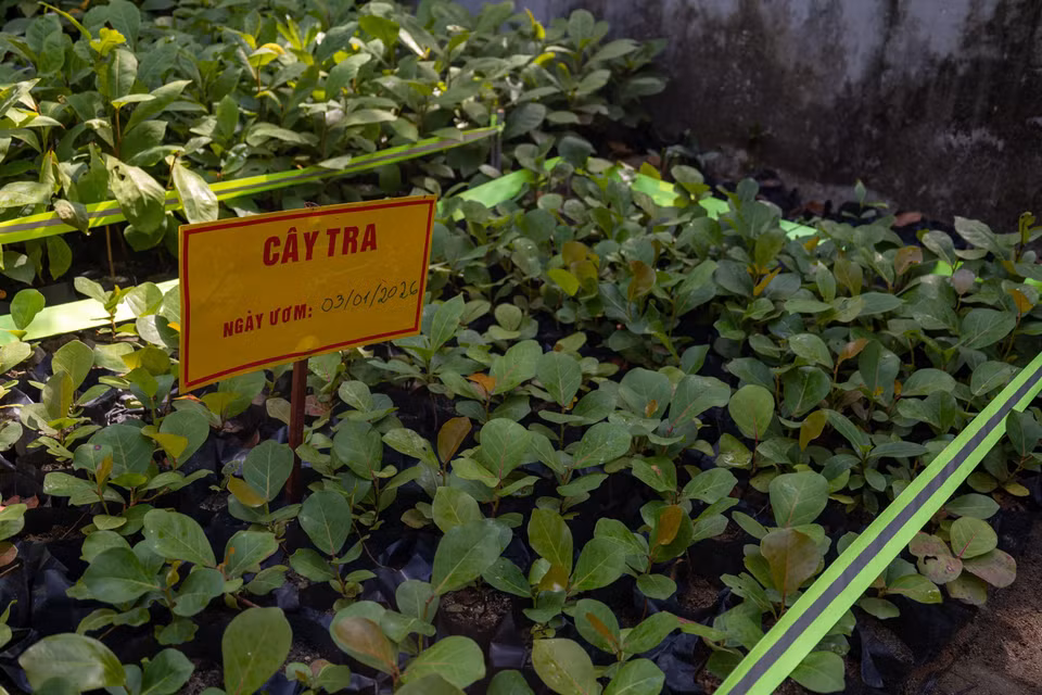 Những mầm cây lớn lên dưới bàn tay chăm sóc của các chiến sỹ. (Ảnh: Xuân Quý/TTXVN)