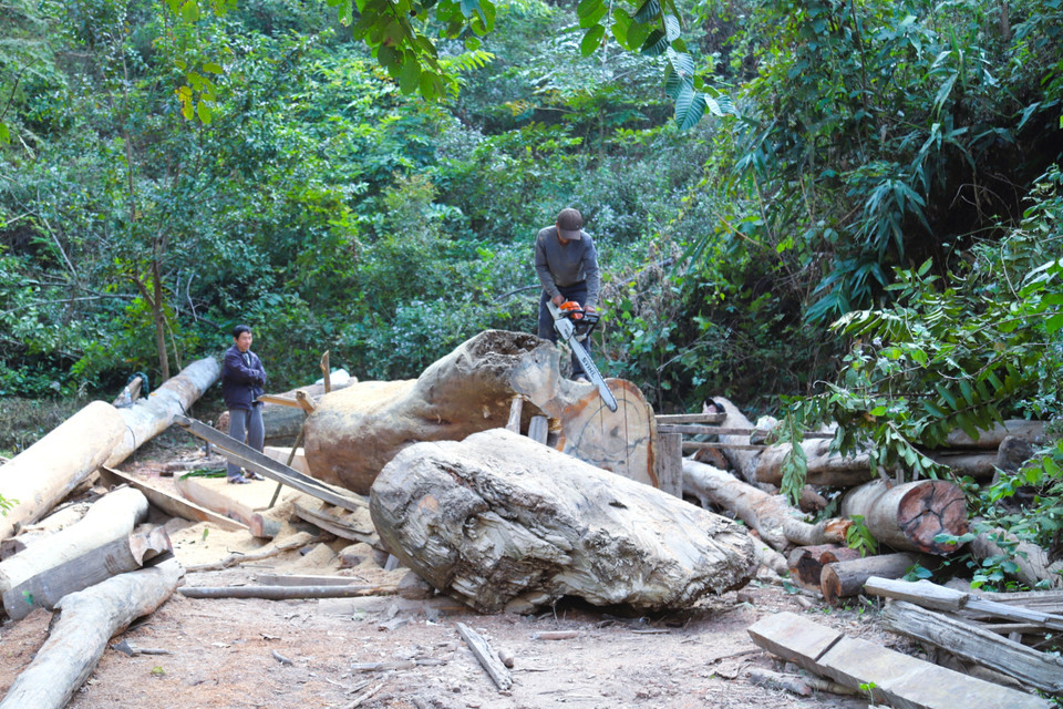 Bạt ngàn các loại rác, gỗ mục, cành cây, tre, nứa, thân gỗ...theo nhịp dâng của sông Nậm Nơn, tràn lên những diện tích rừng phòng hộ ven sông trên địa bàn xã Nhôn Mai, Hữu Khuông (tỉnh Nghệ An). (Ảnh: Xuân Tiến/TTXVN)