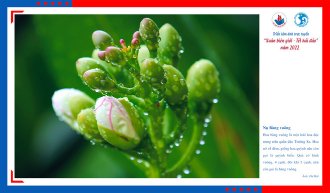 Không khí đón Xuân nơi biên giới, hải đảo qua triển lãm ảnh trực tuyến ảnh 3