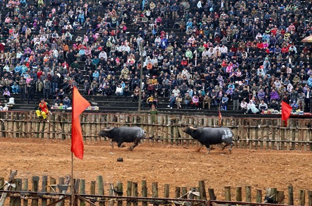 Ảnh hưởng dịch viêm phổi: Dừng tổ chức lễ hội chọi trâu Phù Ninh ảnh 1