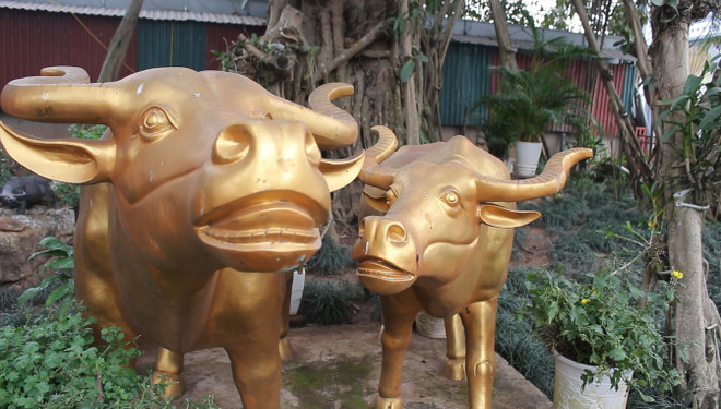 Tết Tân Sửu đến thăm đền ông trâu vàng cạnh hồ Tây ảnh 1