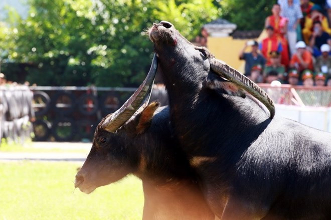 Lấy mẫu và xét nghiệm chất kích thích trước khi đưa trâu vào chọi ảnh 2