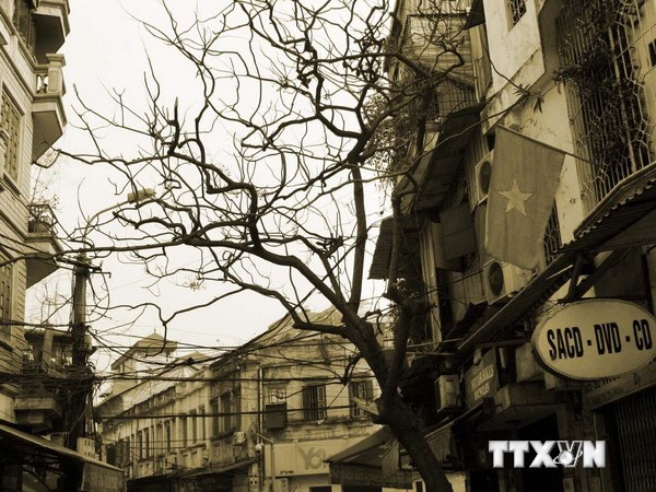 Họa sĩ, nhà văn Đỗ Phấn: “Cả đời, tôi sẽ chỉ viết sách về Hà Nội” ảnh 2