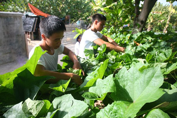 Trường Sa: Sức sống ngày càng mãnh liệt nơi “đầu sóng ngọn gió” ảnh 2