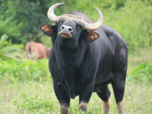 Tăng lực lượng bảo vệ cá thể được cho là bò tót quý hiếm ảnh 1