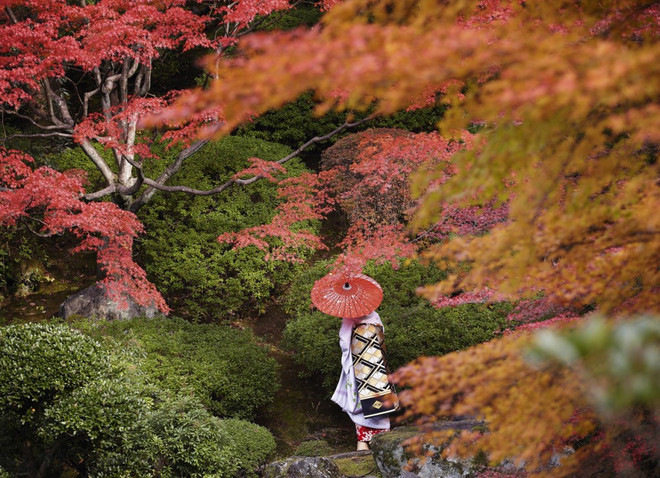 Sự duyên dáng của những geisha tập sự qua ống kính nhiếp ảnh gia Pháp ảnh 5