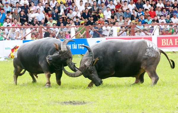 Vụ trâu chọi húc chết chủ: Trách nhiệm của cơ quan quản lý ở đâu? ảnh 2