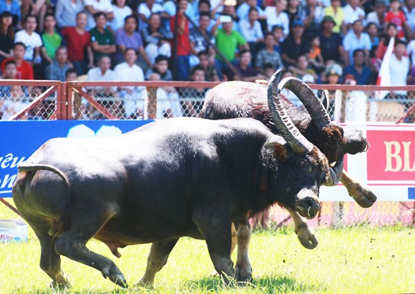 Không giao cho doanh nghiệp tổ chức Hội chọi trâu Phù Ninh ảnh 1