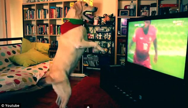 "CĐV chó" của Bồ Đào Nha nhảy lên ăn mừng khi đội nhà ghi bàn ảnh 1