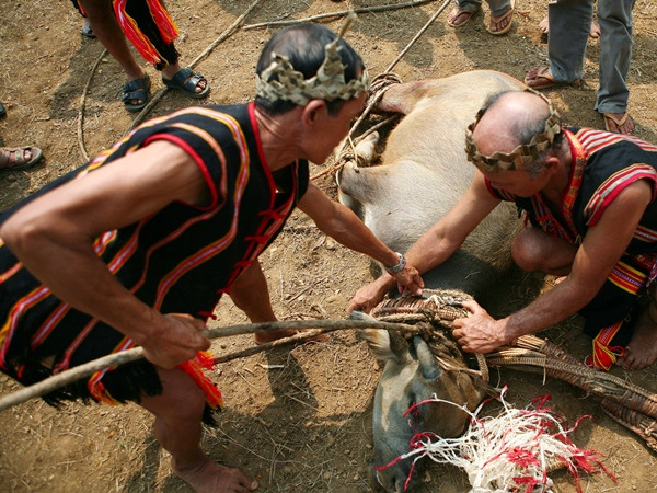 Chém lợn, đâm trâu: Cuộc tranh luận về lễ hội chưa có hồi kết ảnh 3