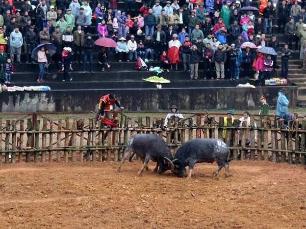 Đề nghị bỏ tập tục đập đầu trâu, giết mổ trâu chọi sau trận đấu ảnh 3
