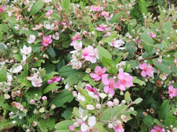 Hành trình biến cây sim thành cao chữa bỏng của cậu học sinh nghèo ảnh 2