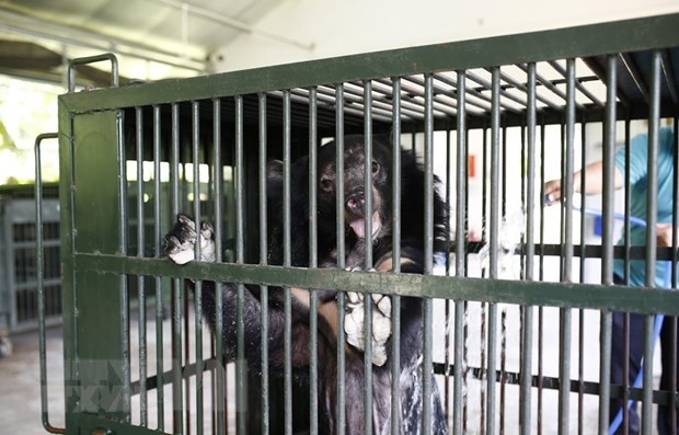 Công chiếu phim tài liệu về bảo tồn động vật, thiên nhiên hoang dã ảnh 1