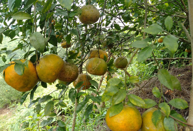 Cam bù: Sản phẩm nông nghiệp chủ lực của vùng núi Hương Sơn ảnh 3