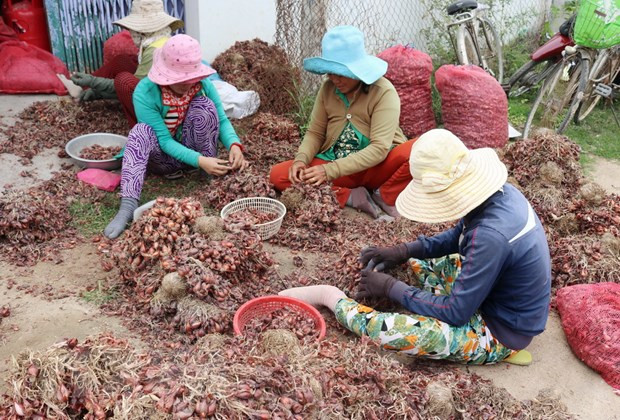 Hành là nguyên liệu được người dân trồng phổ biến ở Việt Nam. (Ảnh: Nguyễn Thành/TTXVN) Thủ khoa trường Dược và giấc mơ đưa vỏ củ hành từ thùng rác vào thuốc ảnh 2