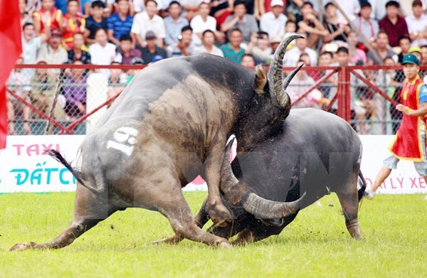 Đề nghị khoanh vùng và niêm yết giá bán thịt trâu chọi Đồ Sơn ảnh 1