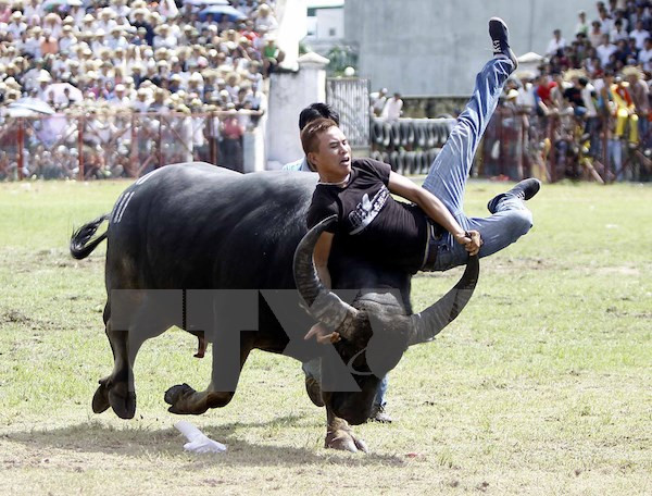 Đề nghị khoanh vùng và niêm yết giá bán thịt trâu chọi Đồ Sơn ảnh 2