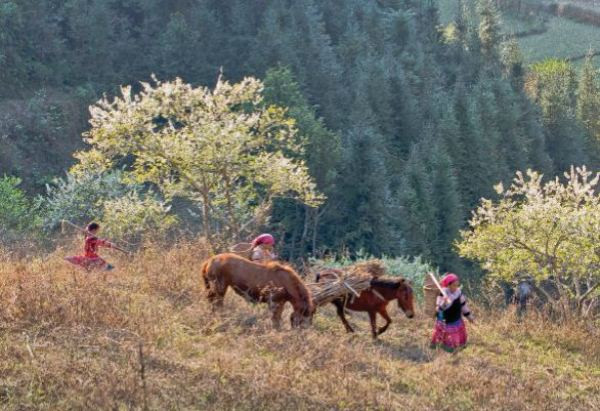 “Chốn quê” và chuyến du ngoạn qua những miền quê Việt ảnh 1