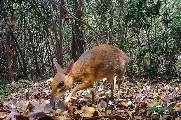 Tìm kiếm nhà làm phim tài liệu kể chuyện bảo tồn gấu, thiên nhiên ảnh 1