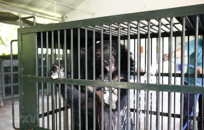 Tìm kiếm nhà làm phim tài liệu kể chuyện bảo tồn gấu, thiên nhiên ảnh 2