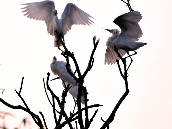 Đảo Cò Chi Lăng Nam chính thức trở thành di tích cấp quốc gia ảnh 1