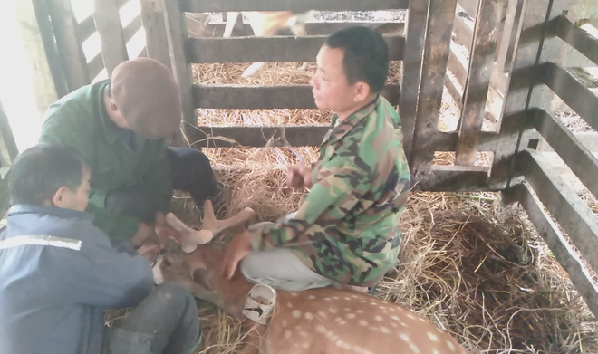 Chăn nuôi hươu sao: Hướng đi mang lại hiệu quả kinh tế cho nông dân ảnh 1