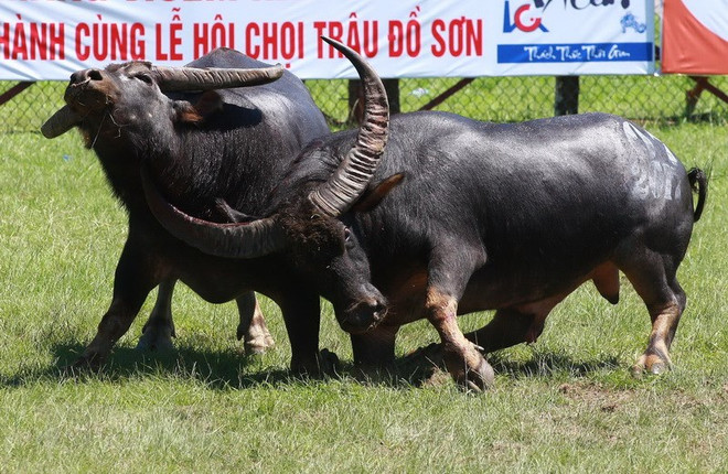 Bộ Văn hóa ‘nói không’ với đề xuất bán vé lễ hội chọi trâu Đồ Sơn ảnh 1