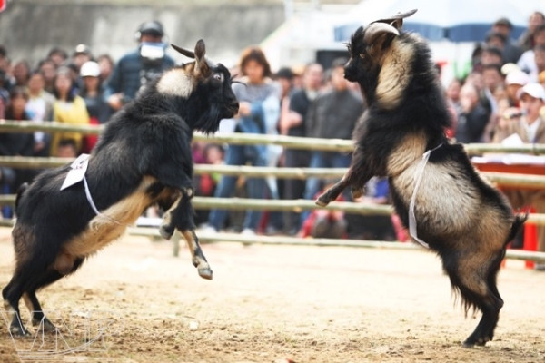 Tái hiện lễ cúng bản của dân tộc Thái tại Hà Nội dịp đầu Xuân ảnh 2