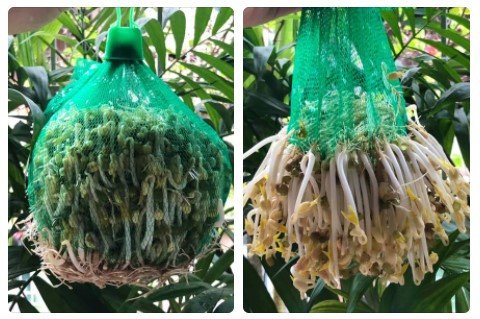 Người lớn trồng rau, trẻ có sân chơi trên sân thượng trong mùa COVID ảnh 3