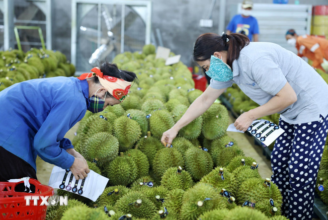 ttxvn-dak-lak-cao-diem-vu-mua-thu-hoach-sau-rieng-gia-ha-nhiet-7563972.jpg