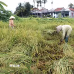 Lo sợ lúa ngã đổ bị nảy mầm, nông dân tranh thủ thu hoạch khi hết mưa. (Ảnh: Đinh Hương/TTXVN)