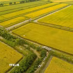 Cánh đồng sản xuất mô hình tôm-lúa ở ấp Ngô Kim, xã Ninh Thạnh Lợi, tỉnh Cà Mau. (Ảnh: Tuấn Kiệt/TTXVN)