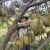 Anh Lê Trọng Lư (xã Ea Bá) liên kết với 10 nông dân trồng sầu riêng để xây dựng mã số vùng trồng. (Ảnh: Tường Quân/TTXVN)