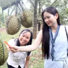 Du khách trải nghiệm gõ sầu riêng tại vườn trong khuôn khổ Lễ hội. (Ảnh: Hoài Thu/TTXVN)