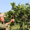 Vườn chanh không hạt 0,4ha của ông Đặng Văn Dư ở xã Song Lộc. (Ảnh : Phúc Sơn/TTXVN)