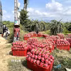 Thời điểm này nhiều diện tích thanh long ở phía Đông Lâm Đồng đồng loạt cho thu hoạch rộ cuối vụ thuận, khiến sản lượng trái tươi tăng mạnh. (Ảnh: Hồng Hiếu/TTXVN)