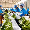 Sơ chế chuối xuất khẩu. (Ảnh: Hoài Nam/TTXVN)