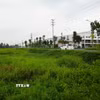 Hiện tỉnh Hưng Yên có hàng vài chục ha đất nông nghiệp đang bị để hoang. (Ảnh: Mạnh Khánh/TTXVN)