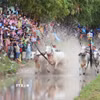Các đôi bò tranh tài tại hội đua bò truyền thống chùa Rô ở xã An Cư, tỉnh An Giang. (Ảnh: Công Mạo/TTXVN)