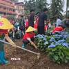 Trồng cây hoa khởi động chương trình “Green Sa Pa”. (Ảnh: Hương Thu/TTXVN)