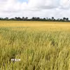 Một cánh đồng lúa tại huyện Los Palacios, tỉnh Pinar del Rio của Cuba. (Ảnh: Việt Hùng/TTXVN)